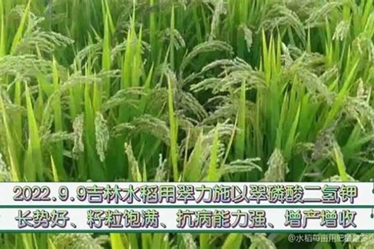 水稻要几次叶面肥才能发芽？