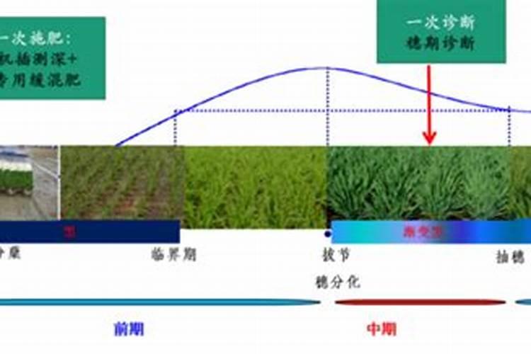 绿色耕耘：水稻免耕培育肥料施用技术的创新与实践