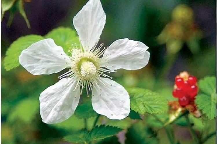 探秘空心泡：种植技术与独特药用价值