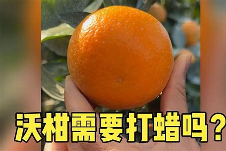 揭秘：沃柑喷施叶面肥后颜色变化的奥秘