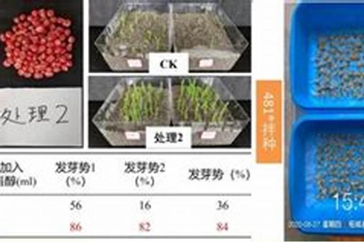 芸苔素拌种能放多长时间不变质？