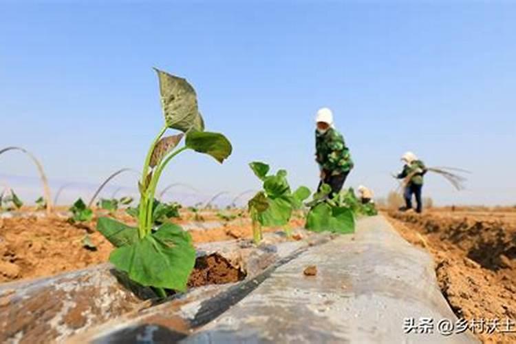 土壤之渴：揭秘五种不合理的施肥方法？