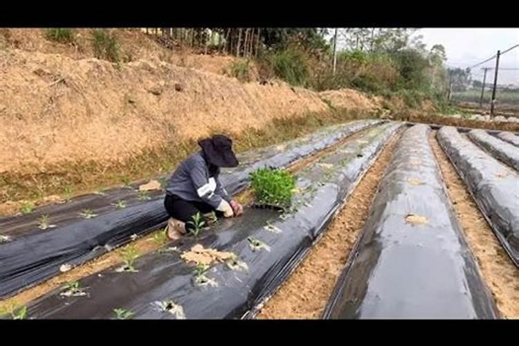 辣椒苗前期用几次锌肥最好呢？