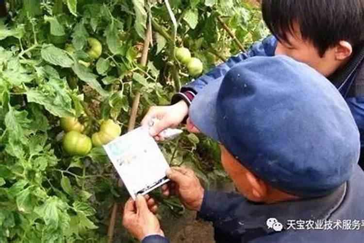 田野守护者：失效农药的鉴别与防范