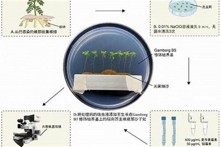 拟南芥的种植方法和注意事项？