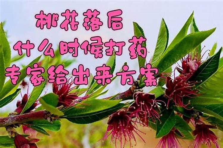 桃树花叶病打什么药？