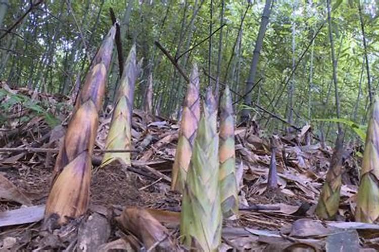 竹林之宝：掌握竹笋的栽培技术要点