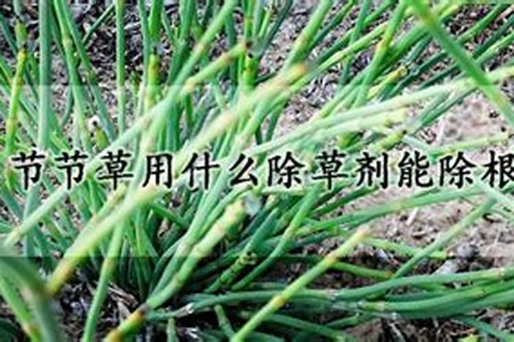 节节草用什么除草剂能除根？