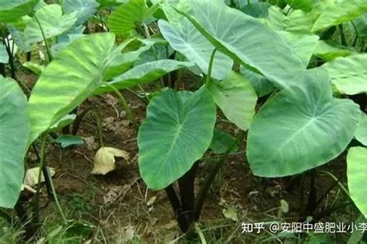 掌握关键：如何合理给芋头施肥？