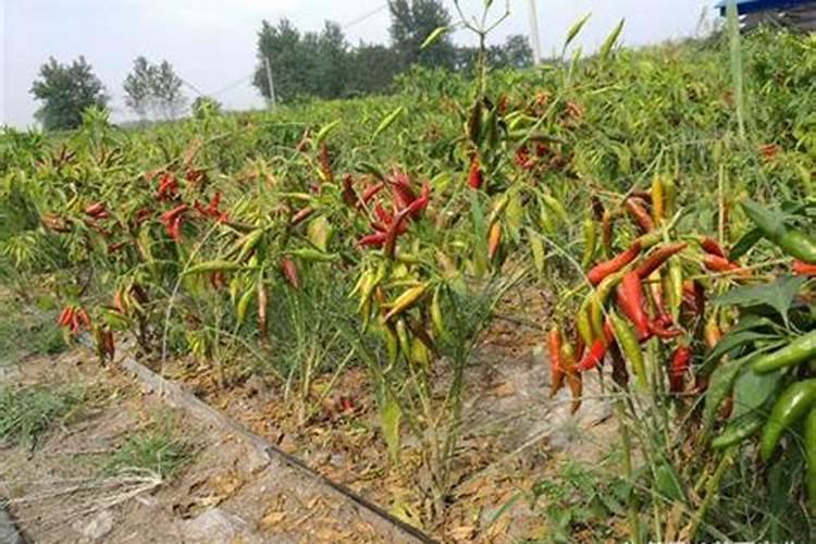 夏季蔬菜预防早衰的六要点：保持绿意盎然