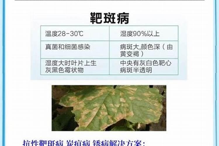 秋季黄瓜霜霉病两大防治措施