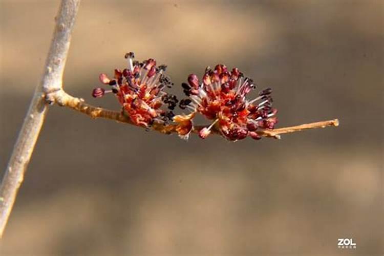 与自然的智慧共舞：榆树花甲虫的生态防治策略