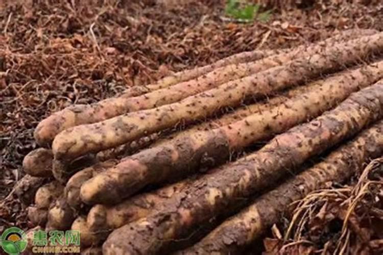 揭秘山药黑斑病：传播途径与发病条件的深度剖析