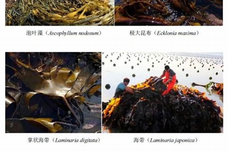 海藻肥的分类、生产方法、行业现状及发展前景