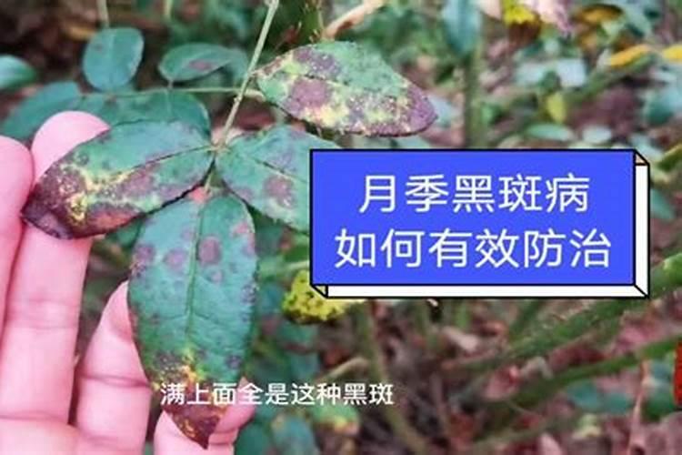 揭秘甘薯黑斑病：有效防治策略详解