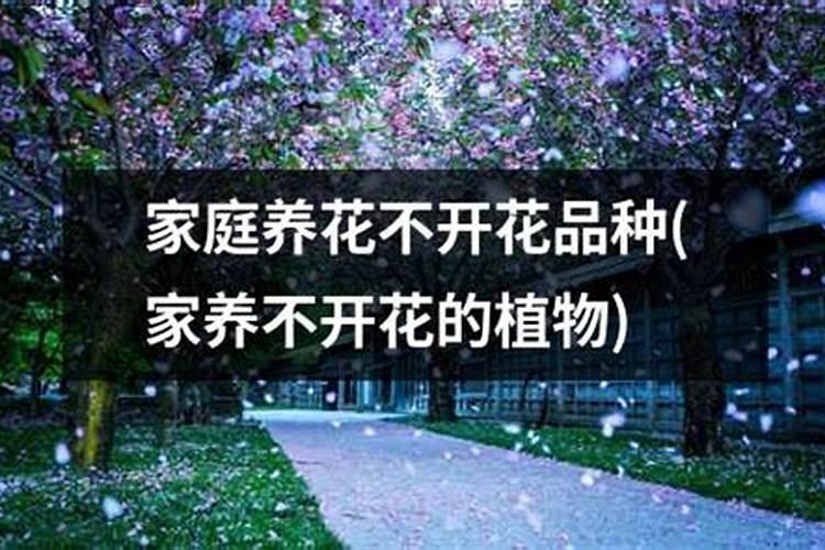 养花不开花的原因是什么？怎么养花呢？