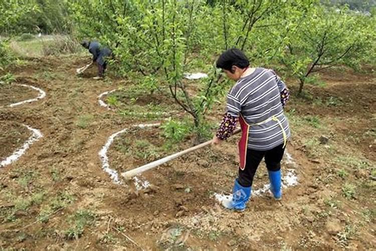 花前施肥，果满枝头——探讨果树花前喷施叶面肥的黄金法则