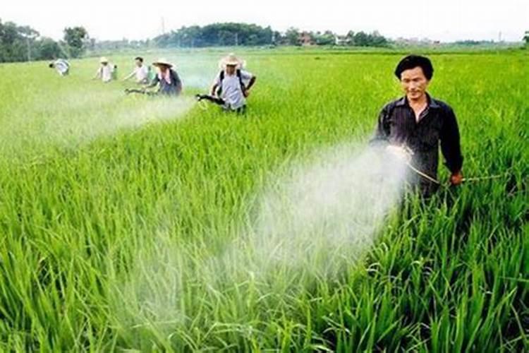 雨天施药需谨慎：掌握阴雨天气农药使用的关键技巧