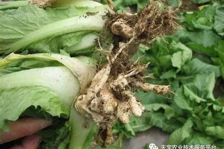 大白菜根肿病危害症状及防治方法？