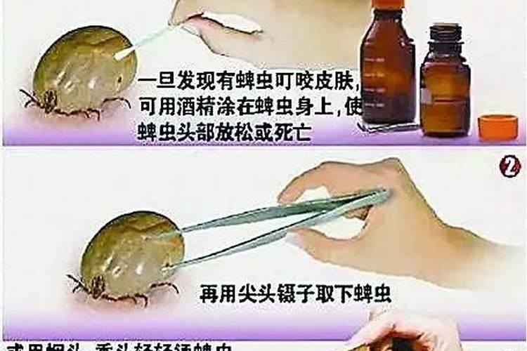 蜱虫叮咬防治手册：药物疗法与综合管理