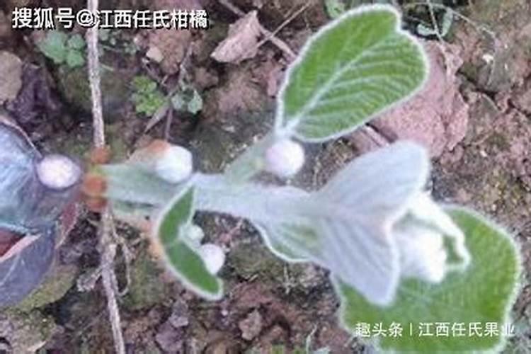 守护绿色宝藏：猕猴桃花蕾期蚜虫的综合防治策略