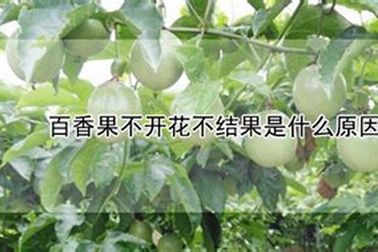 百香果不开花不结果是什么原因？