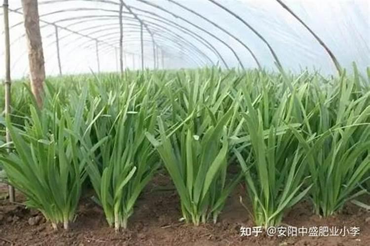 韭菜怎么样施肥，施什么肥好？