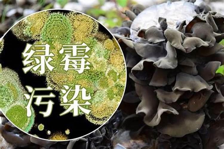 蘑菇绿霉污染的防治方法？