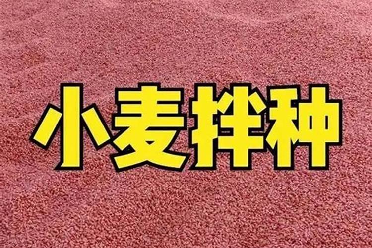 黄金种植手册：小麦药剂拌种的三大关键步骤