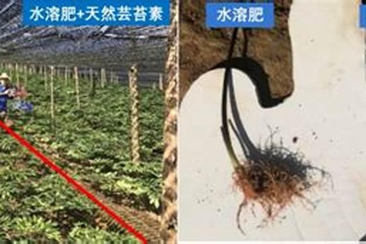 无花果树如何用芸苔素消毒根部？