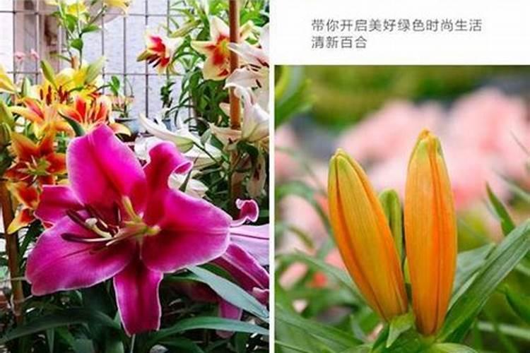 揭秘食用百合的种植秘籍：掌握方法与时机，收获美丽与滋味？