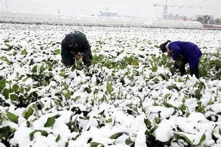 设施蔬菜雪天应对有方