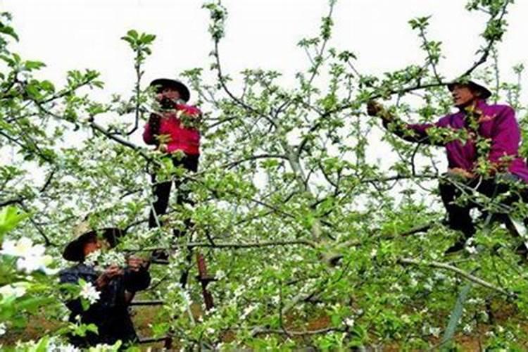 苹果疏花疏果技术要点