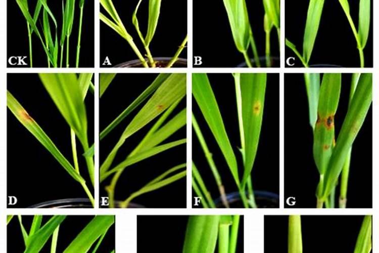 战胜燕麦叶斑病：有效治疗策略详解