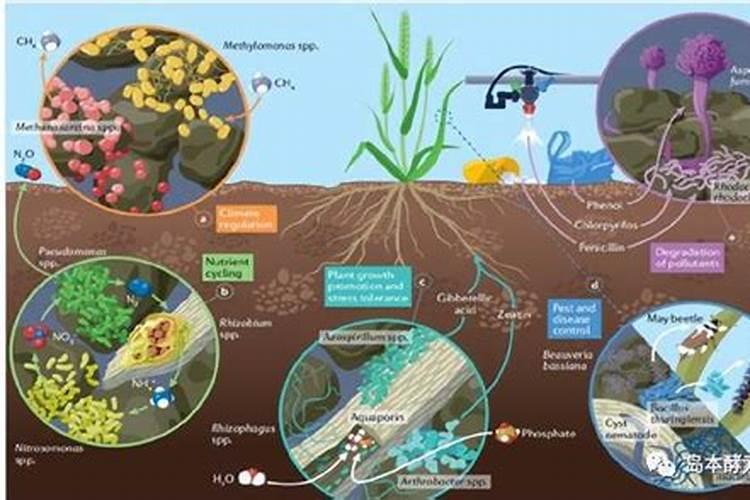 微生物农药,如何增效呢？