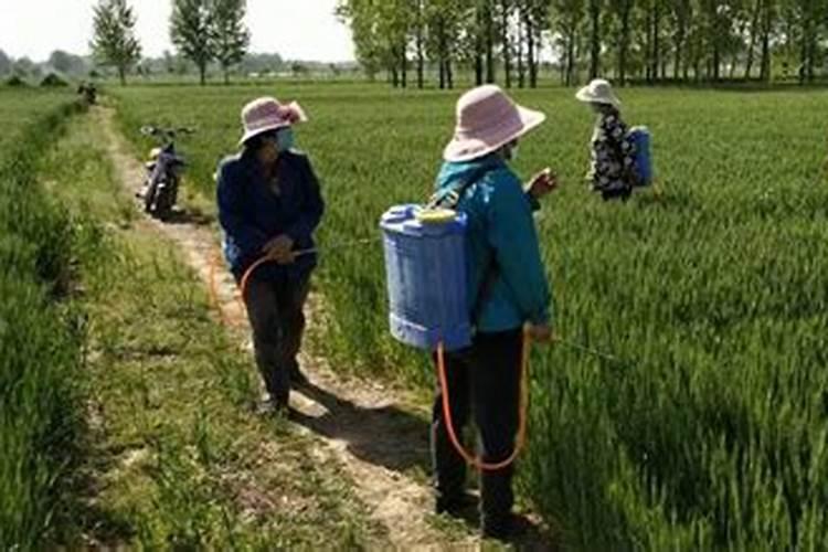 小麦授粉期：施药时机与农业实践的探讨