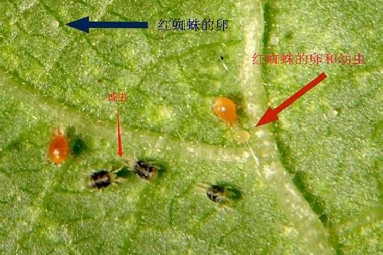 梨树红蜘蛛发生与防治