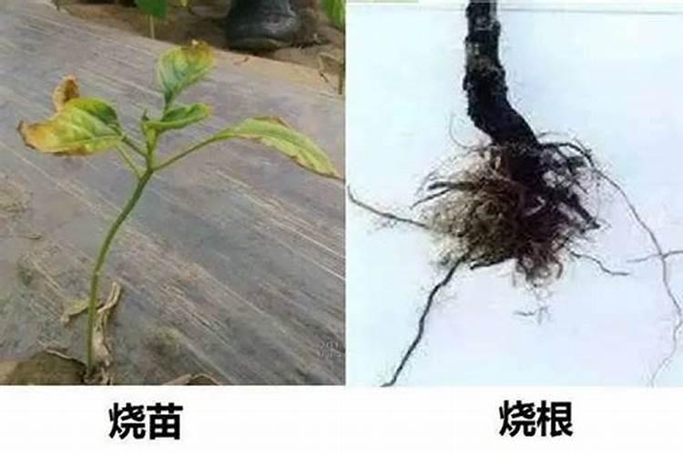 用肥过浓有什么坏处吗？