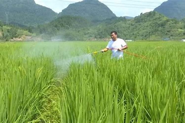 当前水稻螟虫及稻飞虱化学防治技术