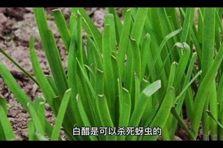 豆角蚜虫防治：选择正确的农药确保健康收成