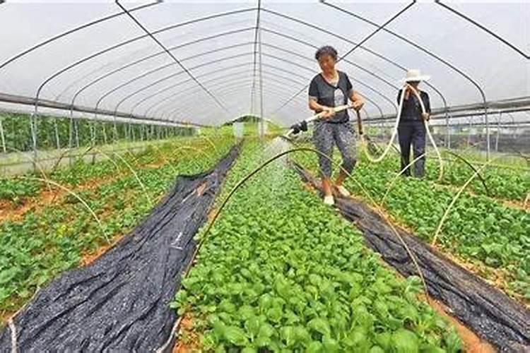 冬季来临，温室蔬菜浇水的三大技术要点