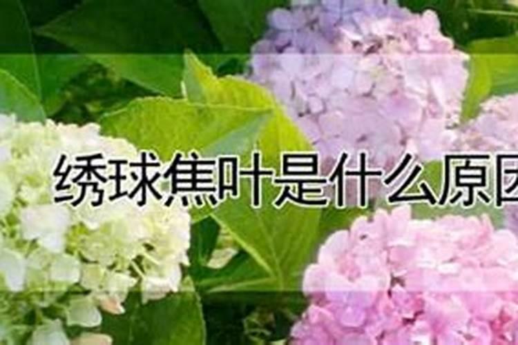 绣球焦叶是什么原因？