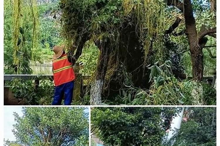 战胜植物杀手：立枯病的防治策略详解