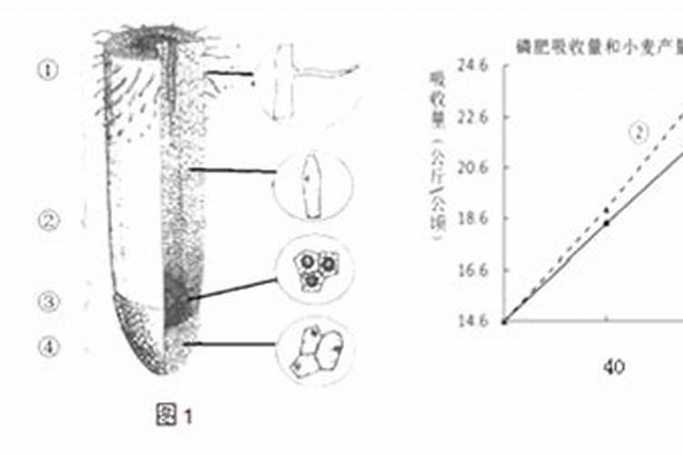 小麦生长不可缺少的元素有哪些？