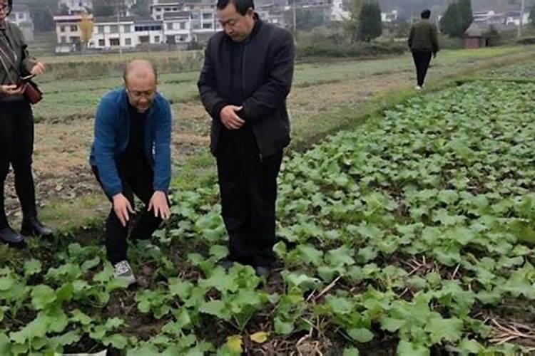 油菜亩施硼肥多少斤合适？