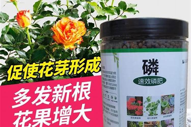 花卉磷肥怎么用好