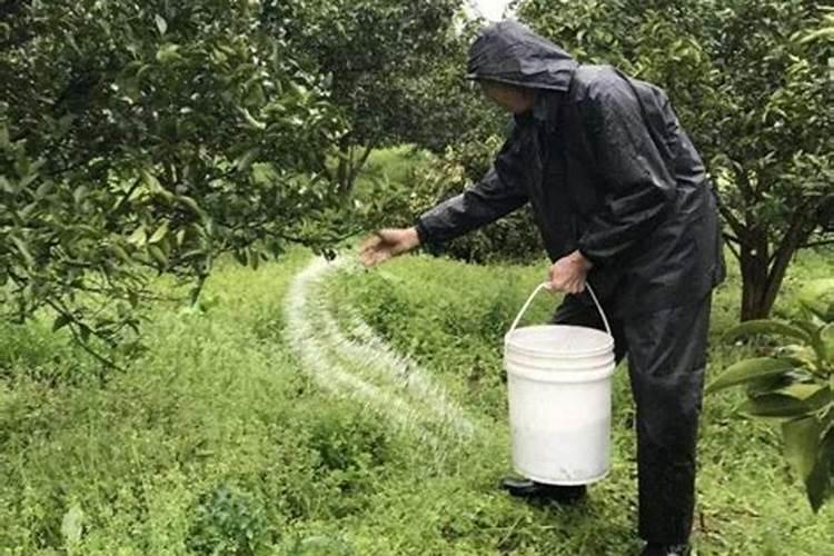 苹果施肥几问题？