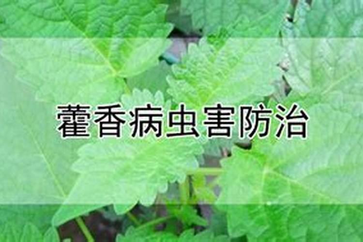 藿香病虫害有哪些？藿香常见病虫害的防治方法