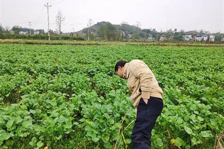 绿野仙踪：探秘蔬菜生产中的环保替代农药