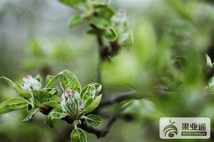 苹果花芽分化差的原因是什么？